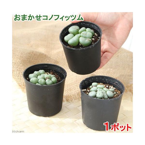 iAjRmtBc@i킨܂@Q@P`QAiPj