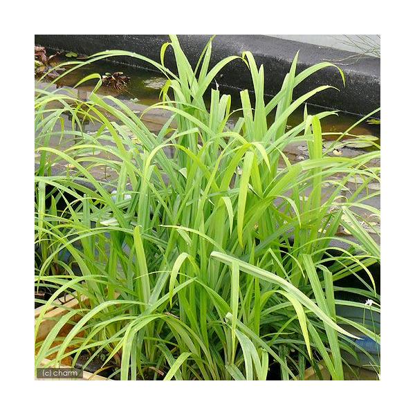 _aqua　_gardening　金魚・メダカ　ビオトープ　水辺植物　水生植物　ガーデニング　その他水辺植物　all_plants　20110315　水辺植物2012　bio_130715　植物　植物生体　ガーデニング生体　育て方　育成方法...