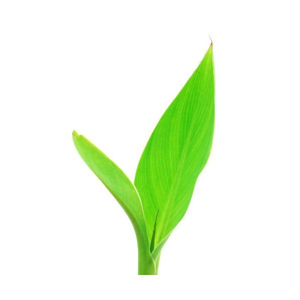 all_plants　_aqua　_gardening　ビオトープ　水辺植物　水生植物　湿生植物　観葉植物　ガーデニング　植物　植物生体　ガーデニング生体　育て方　育成方法　栽培方法　花　花苗　花物　花壇　花壇苗　カラーリーフ　カンナ　水カ...