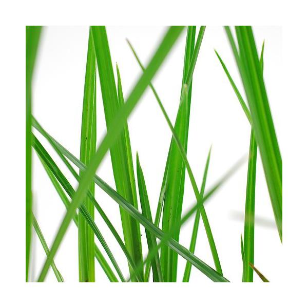 _aqua　_gardening　金魚・メダカ　ビオトープ　ウォーターガーデン　水辺植物　水生植物　オーナメンタルグラス　線形状　ガーデニング　all_plants　20110320　水辺0320　biobonus1　bio_130715　...