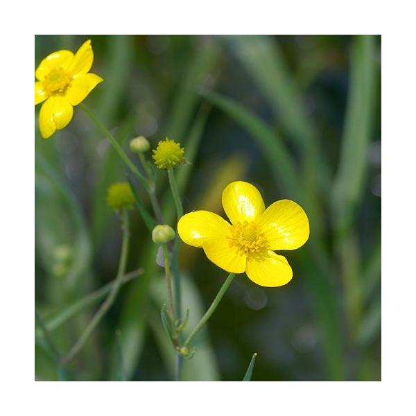 金魚・メダカ　_aqua　_gardening　ウォーターガーデニング　ウォーターガーデン　水辺植物　水生植物　有茎種　枝もの　アフリカソウ　ガーデニング　その他水辺植物　all_plants　植物　植物生体　ガーデニング生体　育て方　育成...