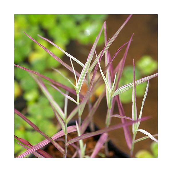 金魚・メダカ　_aqua　_gardening　ビオトープ　ウォーターガーデン　水辺植物　水生植物　オーナメンタルグラス　線形状　ガーデニング　その他水辺植物　all_plants　20110314　水辺0314　水辺植物2012　トワダア...