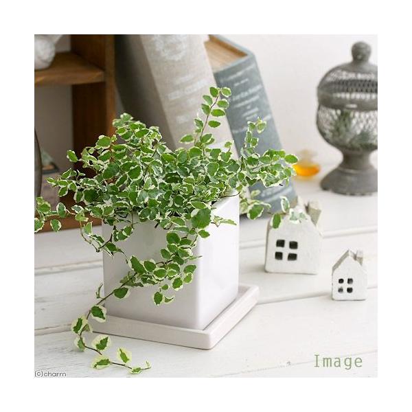 ガーデニング　観葉植物　ダイス陶器鉢植えシリーズ　陶器鉢植えシリーズ　Ficus　pumila　'White　Sunny'　toukibachikannyou_series　20120731　ＨＴ　植物　植物生体　ガーデニング生体　pott...