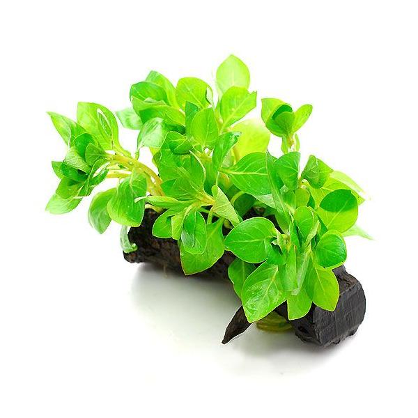 ijhEBWA@yX@O[@ؕt@rTCYitji_jiP{jiPTj