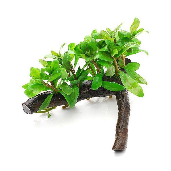 ijnCOtB@|Xy}@ؕt@rTCYitji_jiP{jiPTj