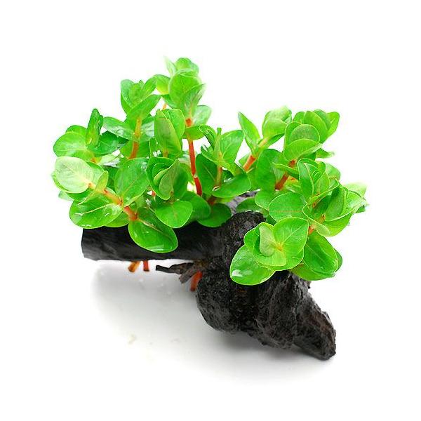 ij^@CfBJ@ؕt@rTCYitji_jiP{jiPTj