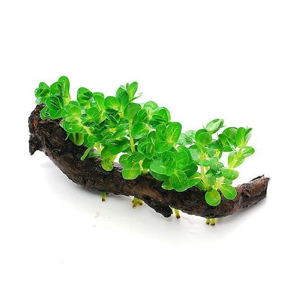 ijO[^@ؕt@rTCYitji_jiP{jiPTj