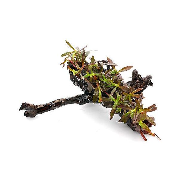 ijj[I_vg@ؕt@rTCYitji_jiP{jiPTj