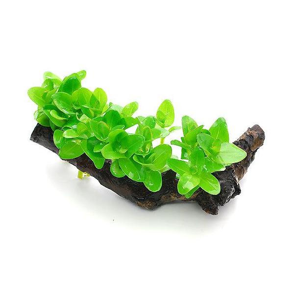 ijEH[^[oRp@ؕt@rTCYitji_jiP{jiPTj