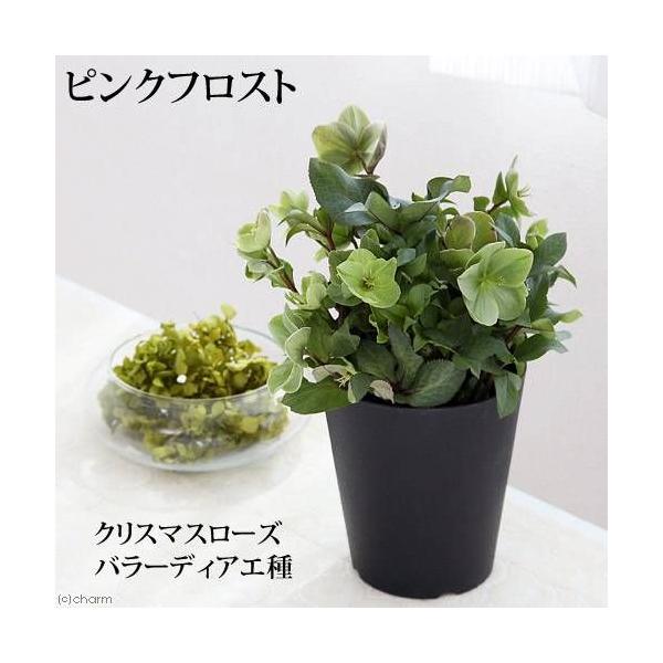 観葉植物 クリスマスローズ ピンクフロスト バラーディアエ種 開花終了株 ５号 １鉢 チャーム Charm Paypayモール店 通販 Paypayモール