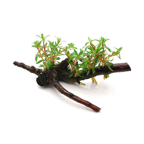 ijj[h[t@hEBWA@ؕt@rTCYitji_jiP{jiPTj