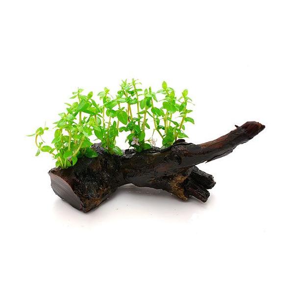 ijuWA@tWC@ؕt@rTCYitji_jiP{jiPTj