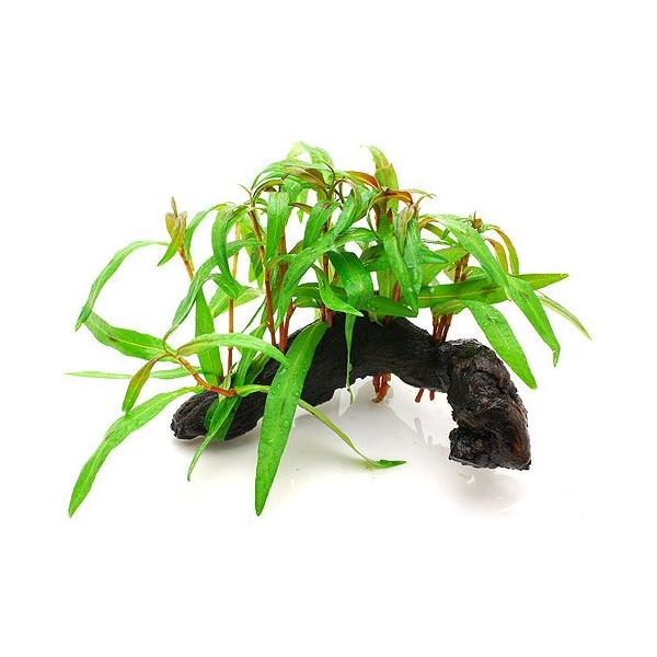 ij|SiDsN@ؕt@rTCYitji_jiP{jiPTj