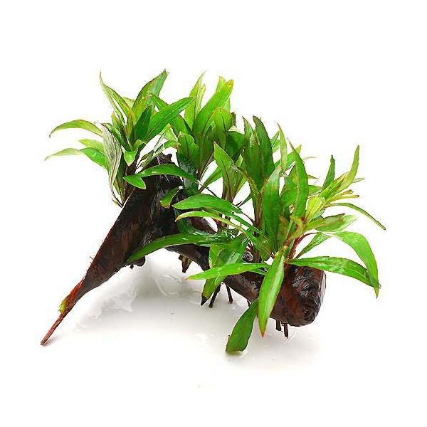 ijj[[W[tnCO@ؕt@rTCYitji_jiP{jiPTj