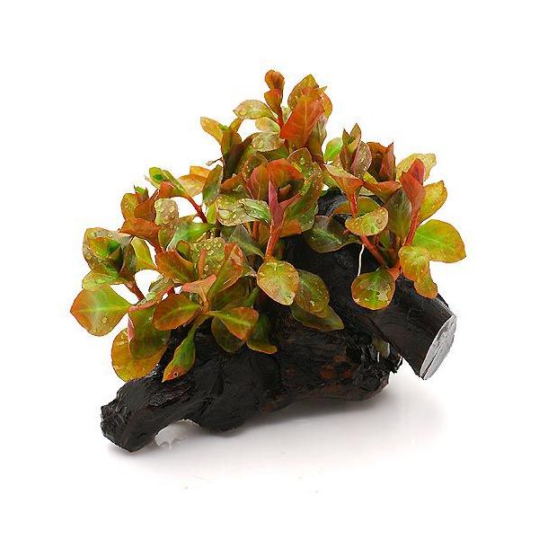 ijhEBWA@IoXi~YLmV^jؕt@rTCYitji_jiP{jiPTj