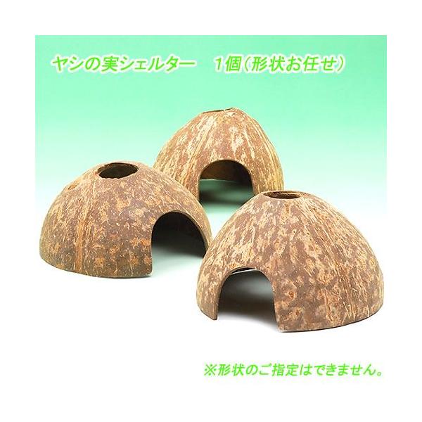 形状お任せ　ヤシの実シェルター　ハーフカット１個
