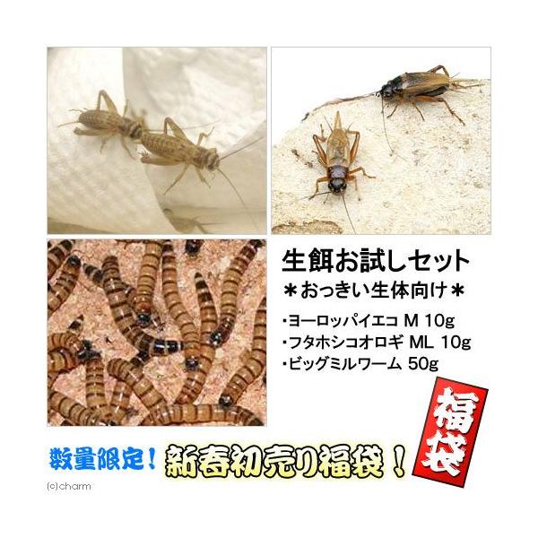 iajaZbg@傫Ȑ̌@llP_@a