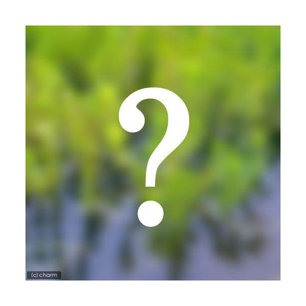 irIg[vjA@܂^iR|bgZbgjixԁj