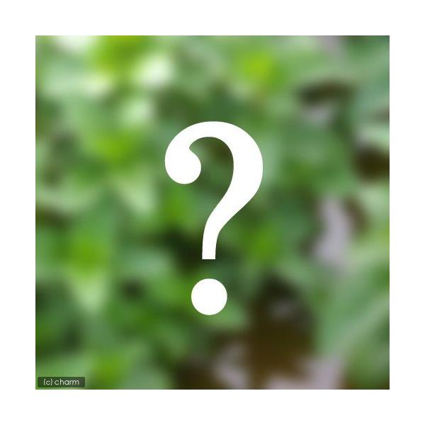 ビオトープ　水鉢　水辺植物　水生植物　ウォーターガーデニング　ウォーターガーデン　ガーデニング　その他水辺植物　all_plants　bio_130715　植物　植物生体　ガーデニング生体　育て方　育成方法　栽培方法　beginnerbio...