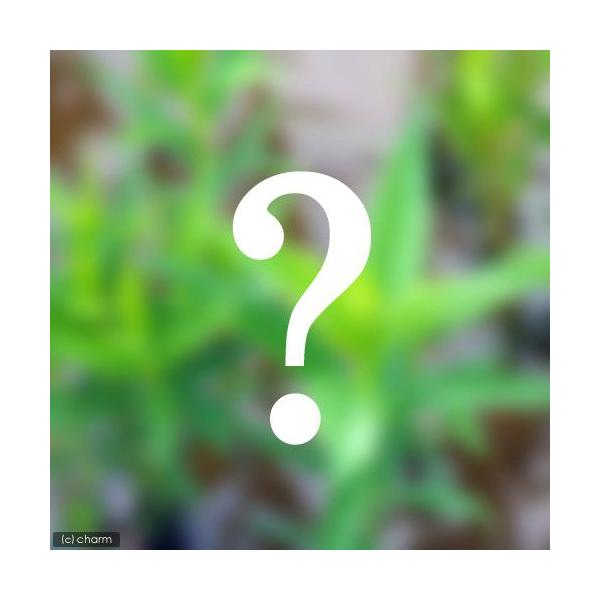 irIg[vjA@܂LsiR|bgZbgjixԁj