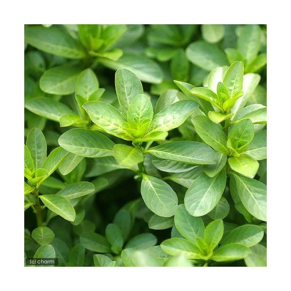 _gardening　_aqua　週変わり　水辺植物　水生植物　有茎種　枝もの　ガーデニング　その他水辺植物　all_plants　育て方　育成方法　栽培方法　抽水植物　ミズキンバイ　ミズチョウジ　水丁子　ヌマメグリ　opa2_delete...