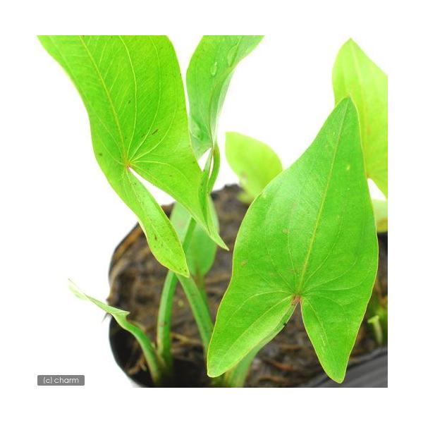 _aqua　_gardening　ビオトープ　水辺植物　水生植物　オモダカ　Ａｌｉｓｍａｔａｃｅａｅ　ガーデニング　その他水辺植物　all_plants　20110518　gar0712_mizube　植物　植物生体　ガーデニング生体　育て...