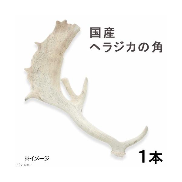 鹿角　オブジェ　C 鹿角 オブジェ C