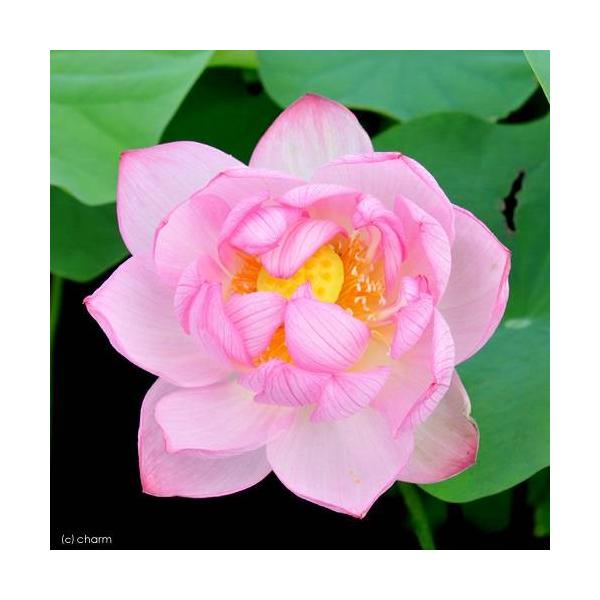 irIg[vj@@nXisNj@@iWE_CjiP|bgjixԁj