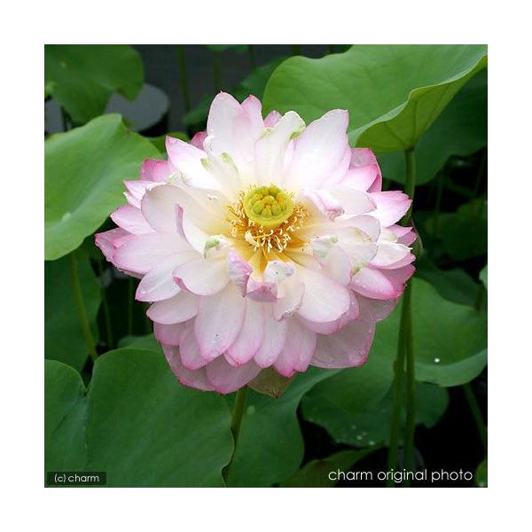 irIg[vj@@nXi`j@fibJGCZcj^iP|bgjixԁj