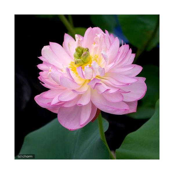 ビオトープ　ガーデニング　水辺植物　ハス　set_hasu_anka　all_plants　tuihi_rotas0614　発芽待ちハス　set_hasu_kyuuka　hasu_50off0814　xl15ba6rガーデニング　植物　植物...