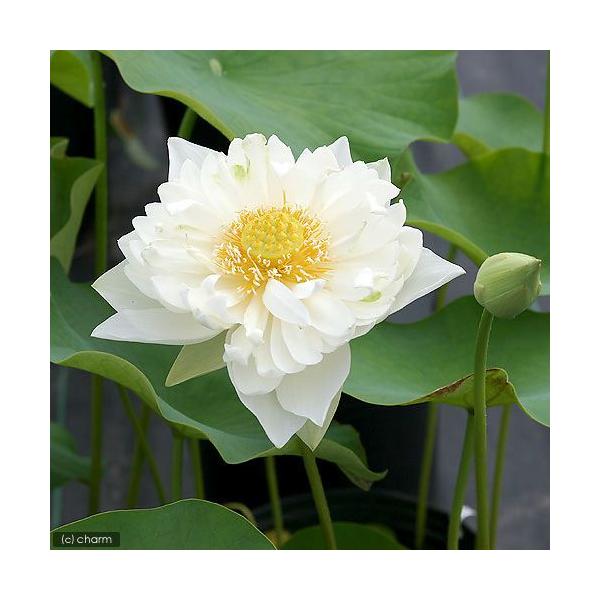 irIg[vj@@nXij@䉖@iVVNNjiP|bgjixԁj