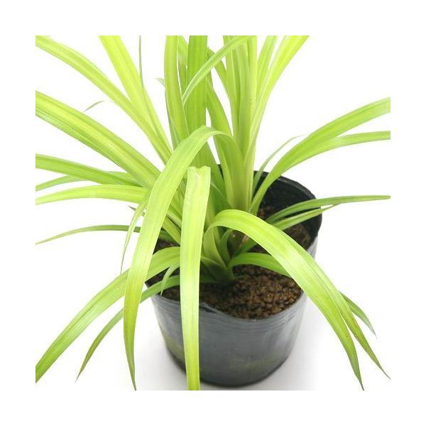 金魚・メダカ　ビオトープ　ウォーターガーデン　水辺植物　水生植物　オーナメンタルグラス　線形状　ガーデニング　その他水辺植物　all_plants　bio_130715　_kingyo　_fish　_aqua　_gardening　育て方　...