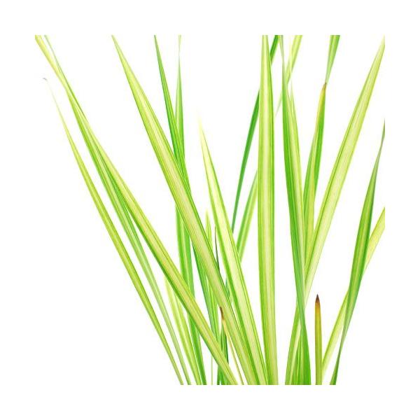 _aqua　_gardening　ビオトープ　ウォーターガーデン　水辺植物　水生植物　オーナメンタルグラス　線形状　ガーデニング　その他水辺植物　all_plants　bio_130715　植物　植物生体　ガーデニング生体　育て方　育成方法...