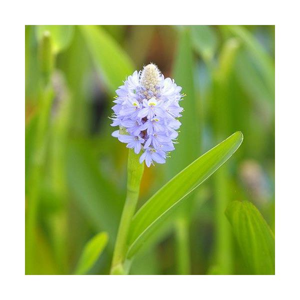 金魚・メダカ　_aqua　_gardening　ビオトープ　水辺植物　水生植物　ミズアオイ　花もの　ガーデニング　その他水辺植物　all_plants　20110420　水辺0420　bio_130715　cpW6r0OW　植物　植物生体　...