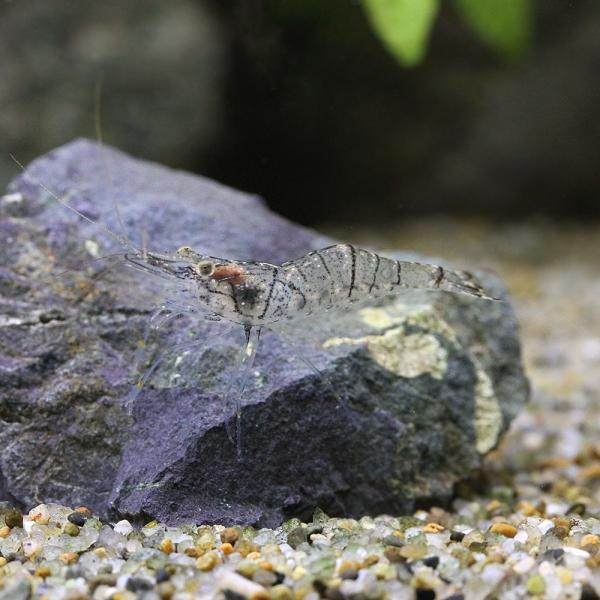 PF_SPQ　アクア用品　餌／給餌器　テナガ・スジエビ系　スジエビ　シラサエビ　モエビ　カワエビ　_fish　_aqua　GZctFhJB　3JHgM8Cp　kessan_nettai0531　MS0106　エビ生体　fish_databa...