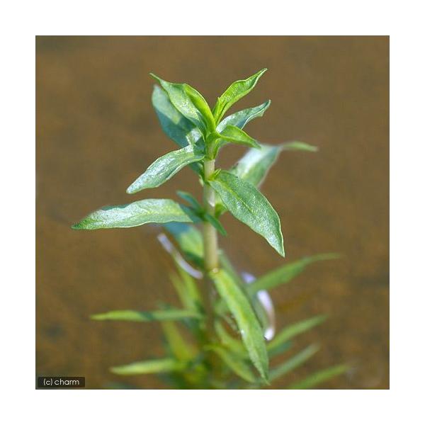 _aqua　_gardening　金魚・メダカ　水辺植物　水生植物　ミント　ハーブ　枝もの　有茎種　ガーデニング　水辺植物all_plants　20110420　bio_130715　植物　植物生体　ガーデニング生体　育て方　育成方法　栽培...
