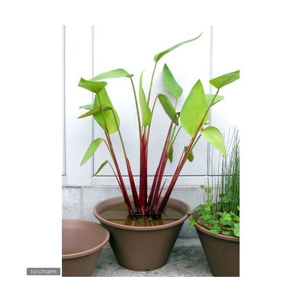 ビオトープ　水辺植物　水生植物　カンナ　水カンナ　タリア　花もの　ガーデニング　その他水辺植物　all_plants　bio0427ビオトープ　038_list　kaijyo　育て方　育成方法　栽培方法　湿生植物　ミズカンナ　opa2_de...