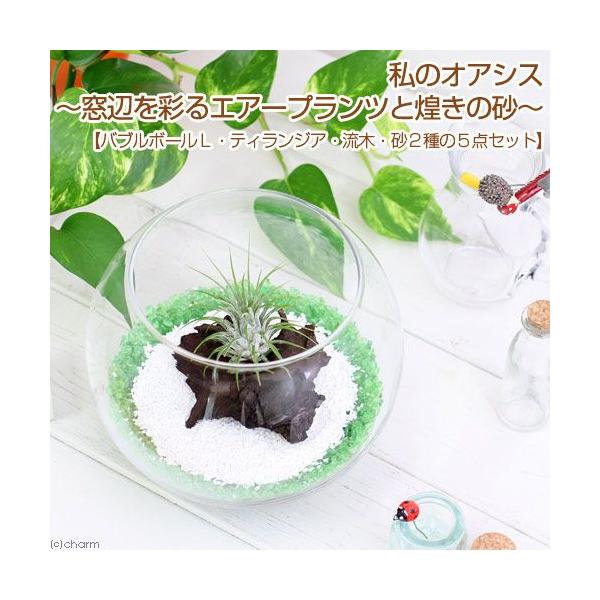 観葉植物 砂の人気商品 通販 価格比較 価格 Com