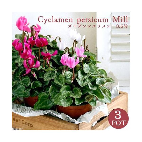 �i�ϗt�A���j�K�[�f���V�N�������@�ԐF���܂����@�R�`�R�D�T���i�R�|�b�g�j