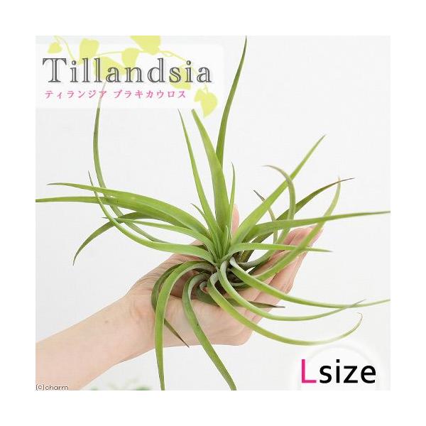 観葉植物）エアープランツ チランジア ブラキカウロス Lサイズ（1株