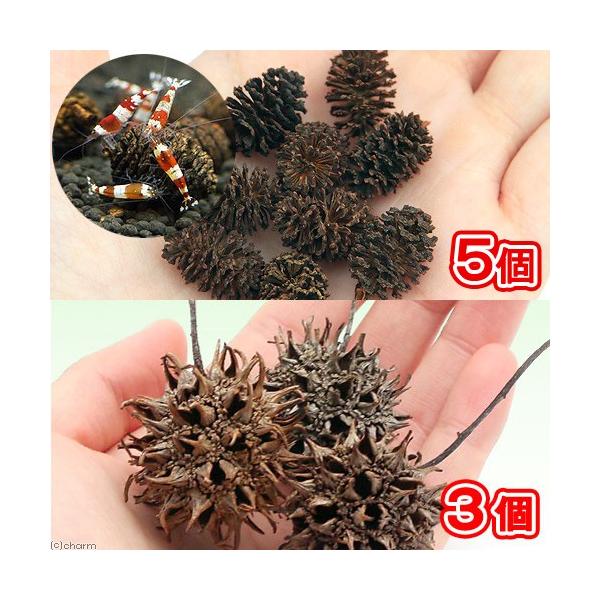 ₵Ԃ̎iTj{tE̎iRj@x^@r[Vv