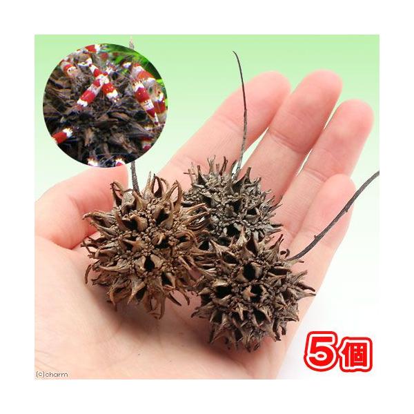 tGr̉BƂɍœK@tE̎i~WotE̎j@T@r[Vv