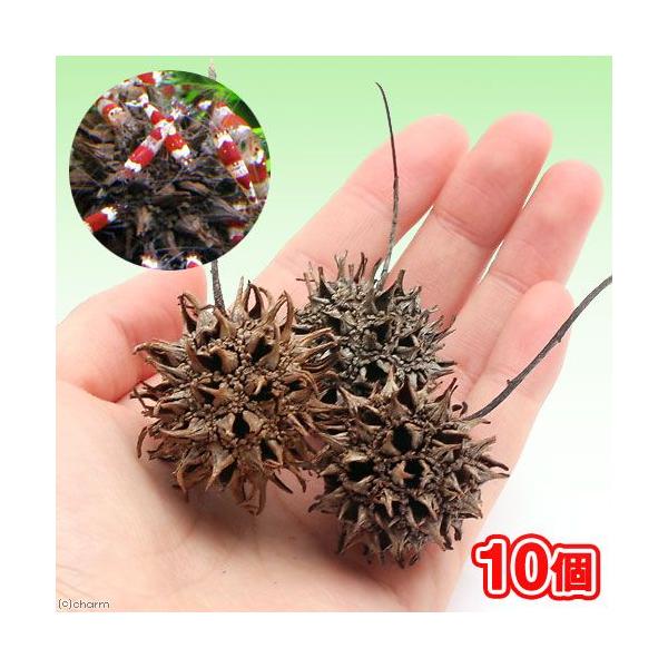 tGr̉BƂɍœK@tE̎i~WotE̎j@PO@r[Vv