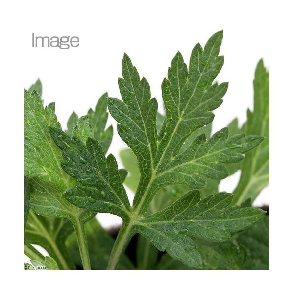 観葉植物　_gardening　ガーデニング　山野草　ヨモギ　エモギ　サシモグサ　サセモグサ　カズサヨモギ　蓬　Ａｒｔｅｍｉｓｉａ　ｐｒｉｎｃｅｐｓ　20141107　ＨＩＮ植物　植物生体　ガーデニング生体　育て方　育成方法　栽培方法　op...