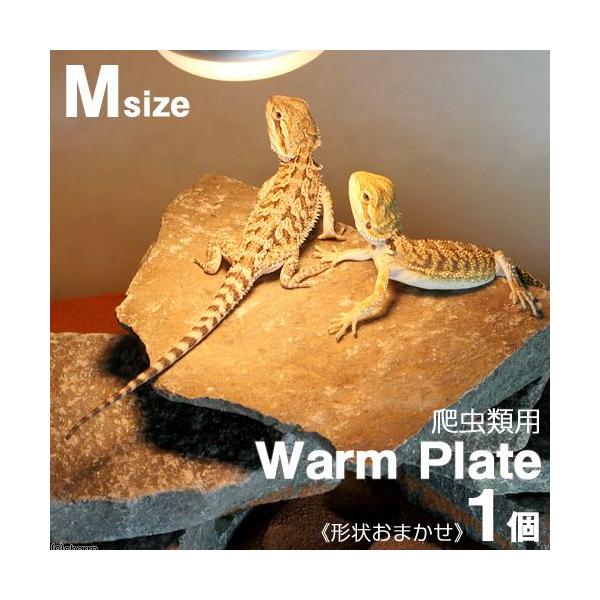 チャーム Yahoo 店