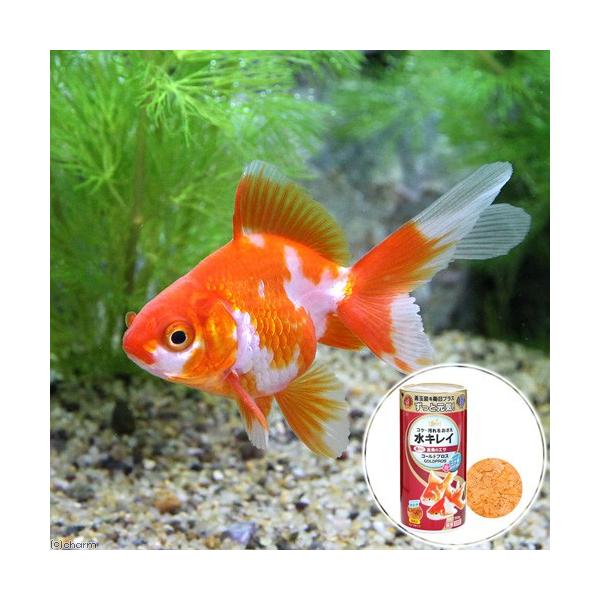 金魚鉢☘️巾着袋☘️バケツ型☘️金魚☘️動物☘️りんご飴☘️オイルチャーム☘️20個セット☘️ 金魚鉢☘️巾着袋☘️バケツ型☘️金魚☘️動物☘️りんご飴