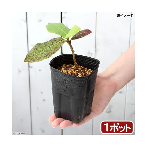 とし　リピート価格　ももたまな葉　1000　枚 チャーム（ペット） （山野草）盆栽 モモタマナの苗（桃玉菜）3