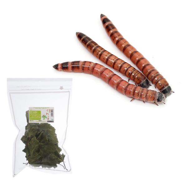 coolcomponent　_kame　生き餌　えさ　MS34　_aqua　_animal　minianimal　大型魚エサ　爬虫類エサ　器具　餌　給餌器　生餌　ブライン　爬虫類生餌　ビッグミルワーム　リス　ハムスター　モモンガ　red_w...