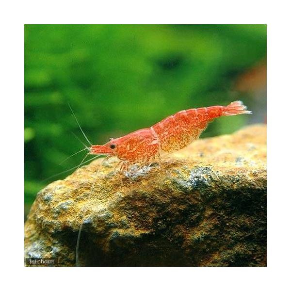 熱帯魚・エビ他　ヌマエビ系　チェリーレッドシュリンプ　５０匹　ビギナーにオススメ　レッドチェリーシュリンプ　red_cherry　ビーシュリンプ・エビ　淡水生体　チェリーレッドファイアー　チェリーレッド単品　_crrdseb　cherryu...