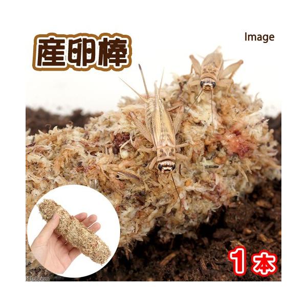 ̎Y_ivdlj@P{@XYV@钎@RIM